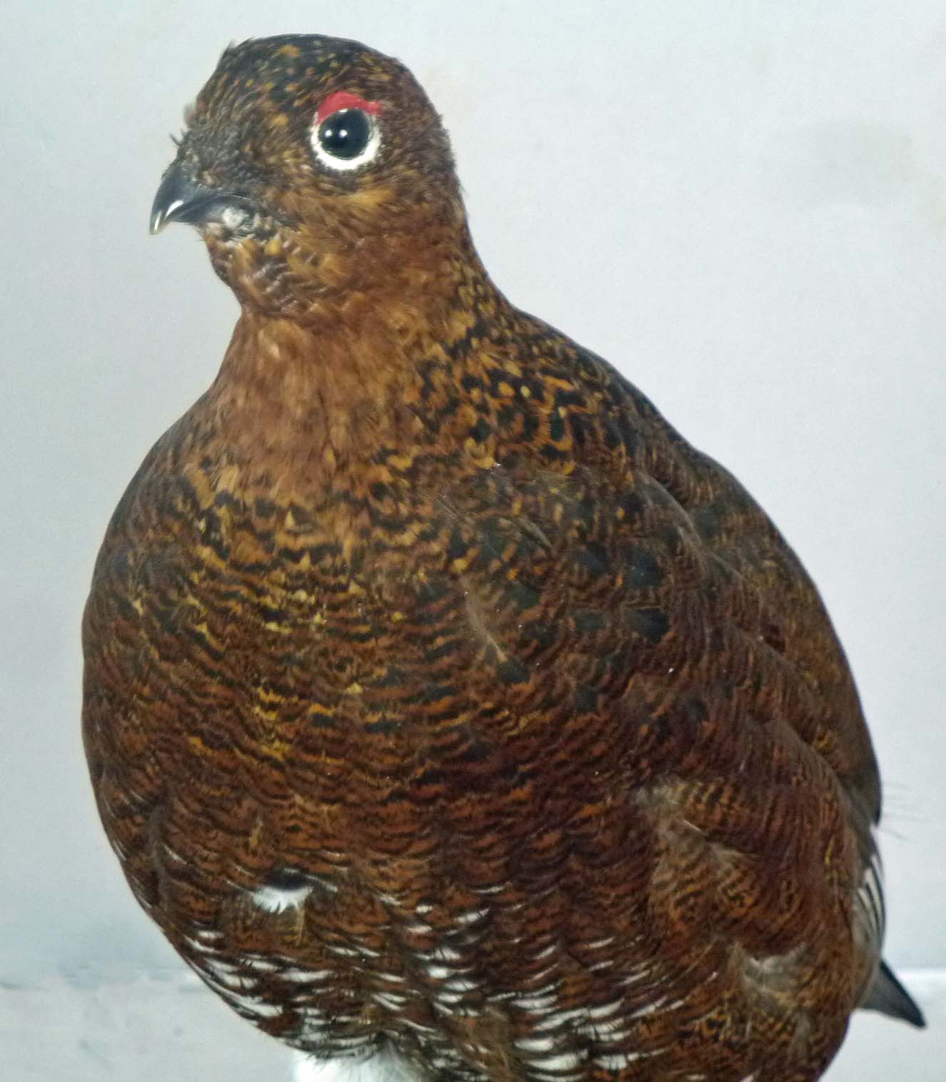 T817 Grouse