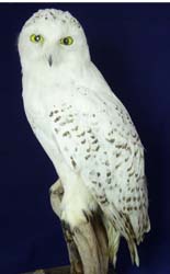 T703 Snowy Owl