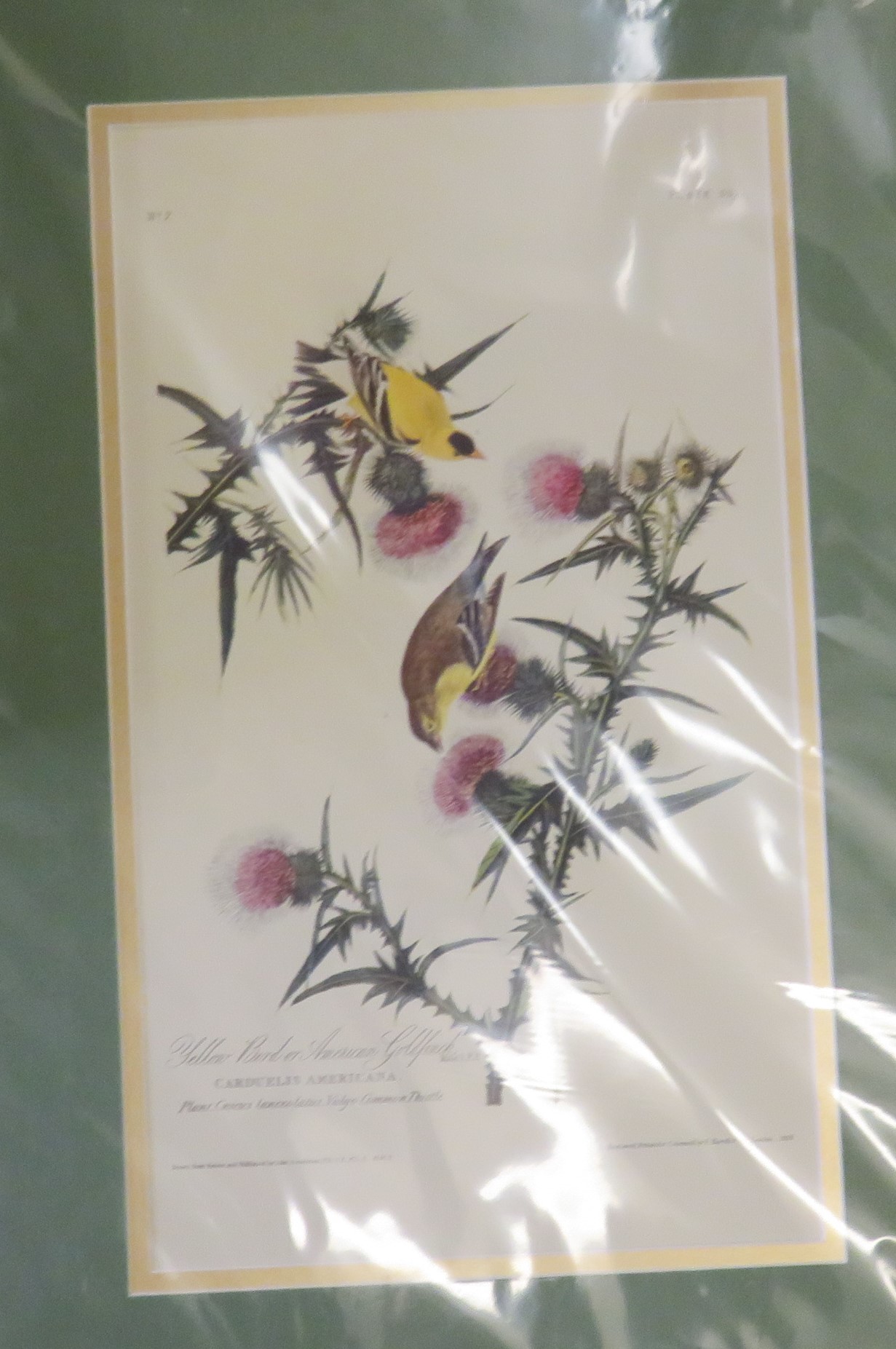 American Goldfinch Limited Edition Audubon Print