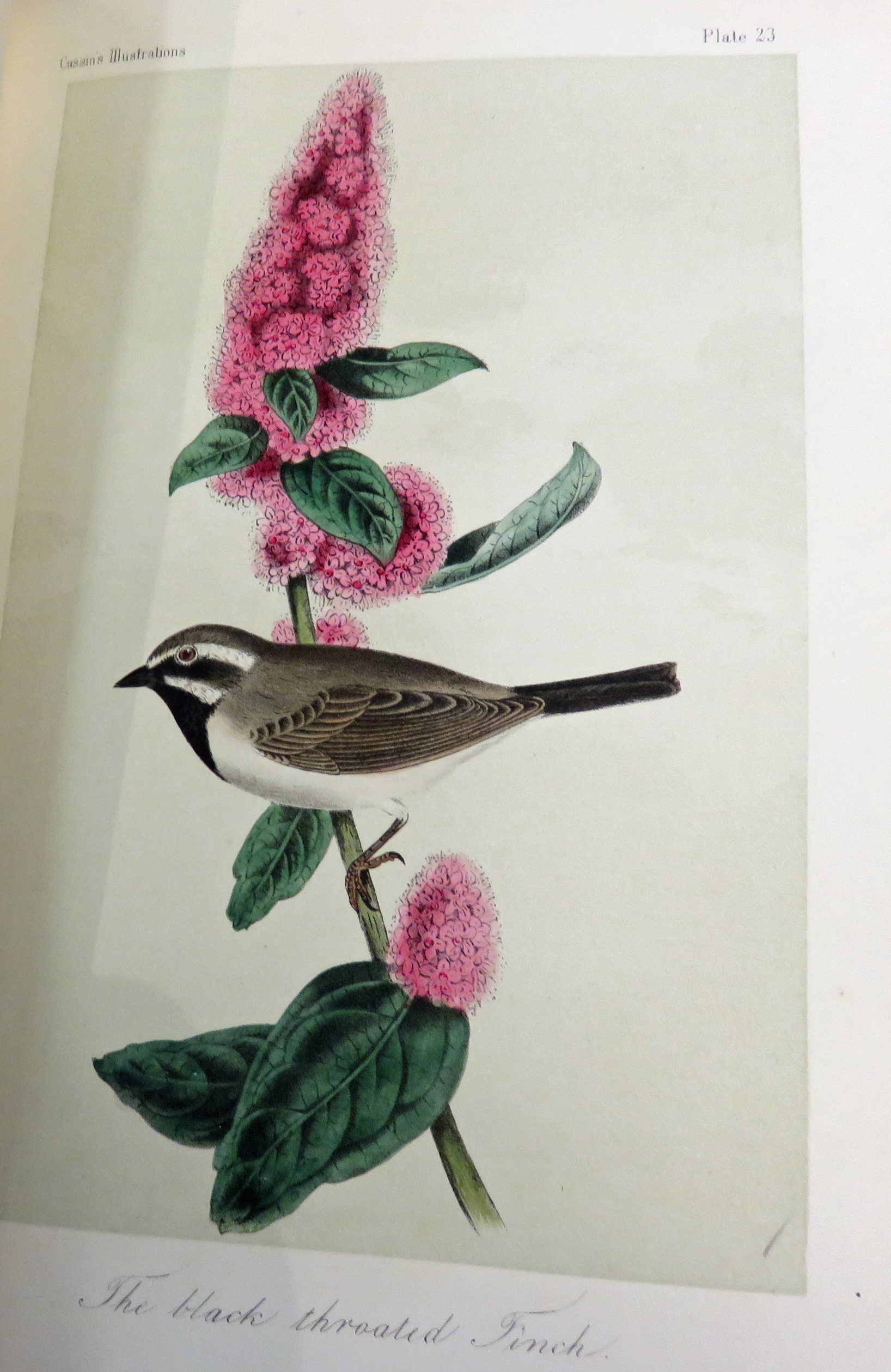 Illustrations of the Birds of California, Texas, Oregan, British and Russian American