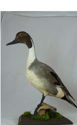 T731 Pintail Duck