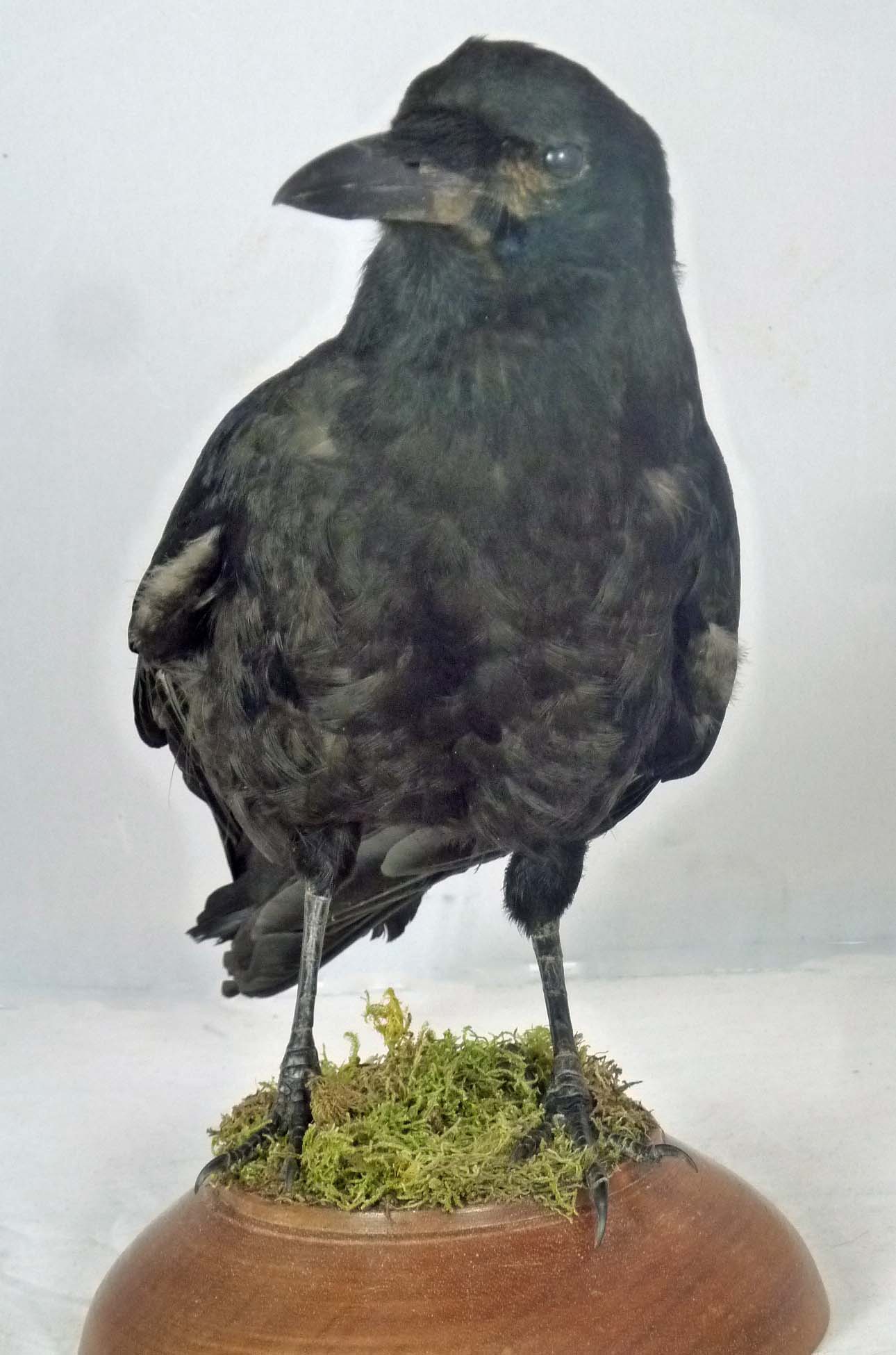 T814 Crow