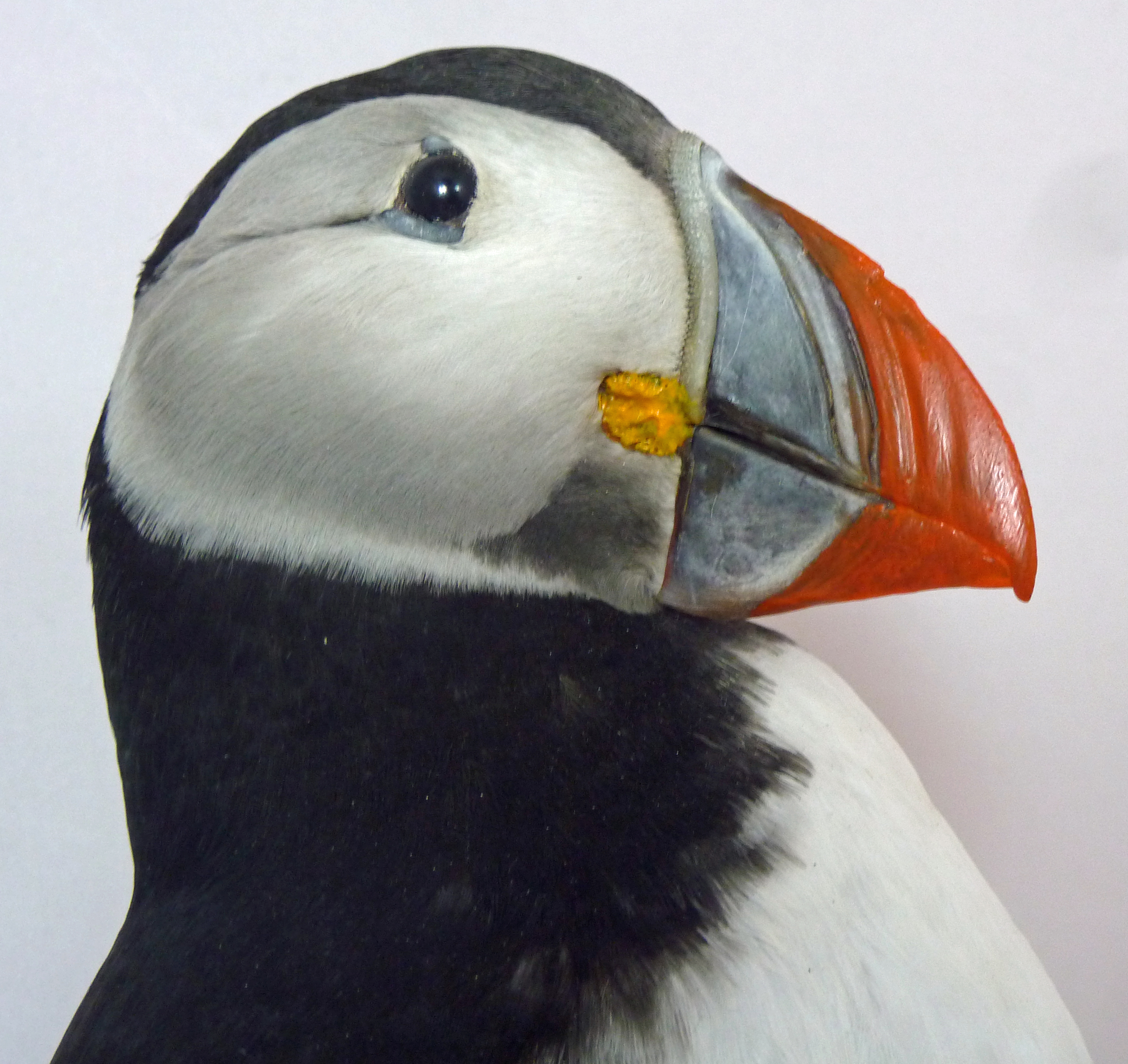 T838 Puffin