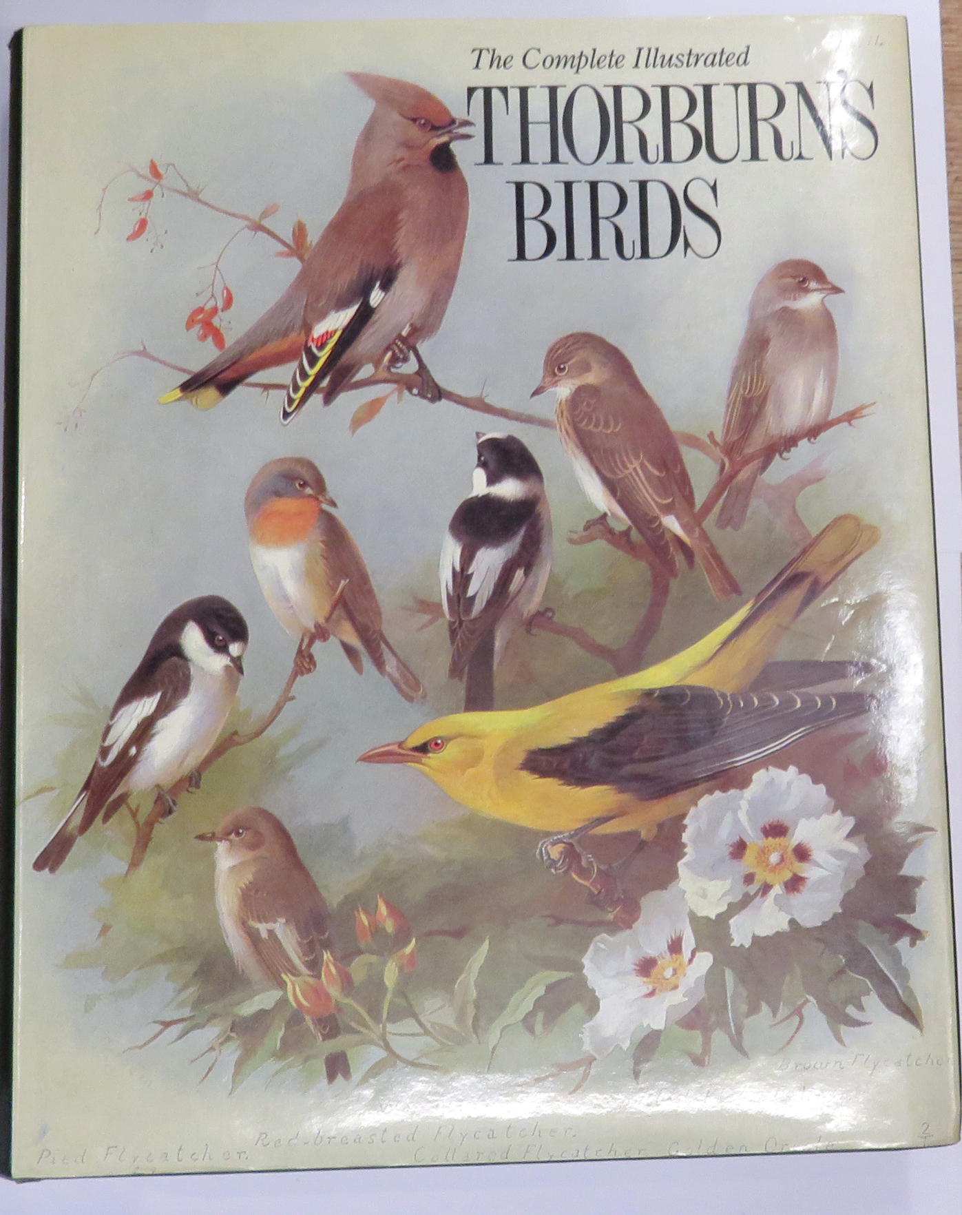 The Complete Illustrated Thorburn's Birds