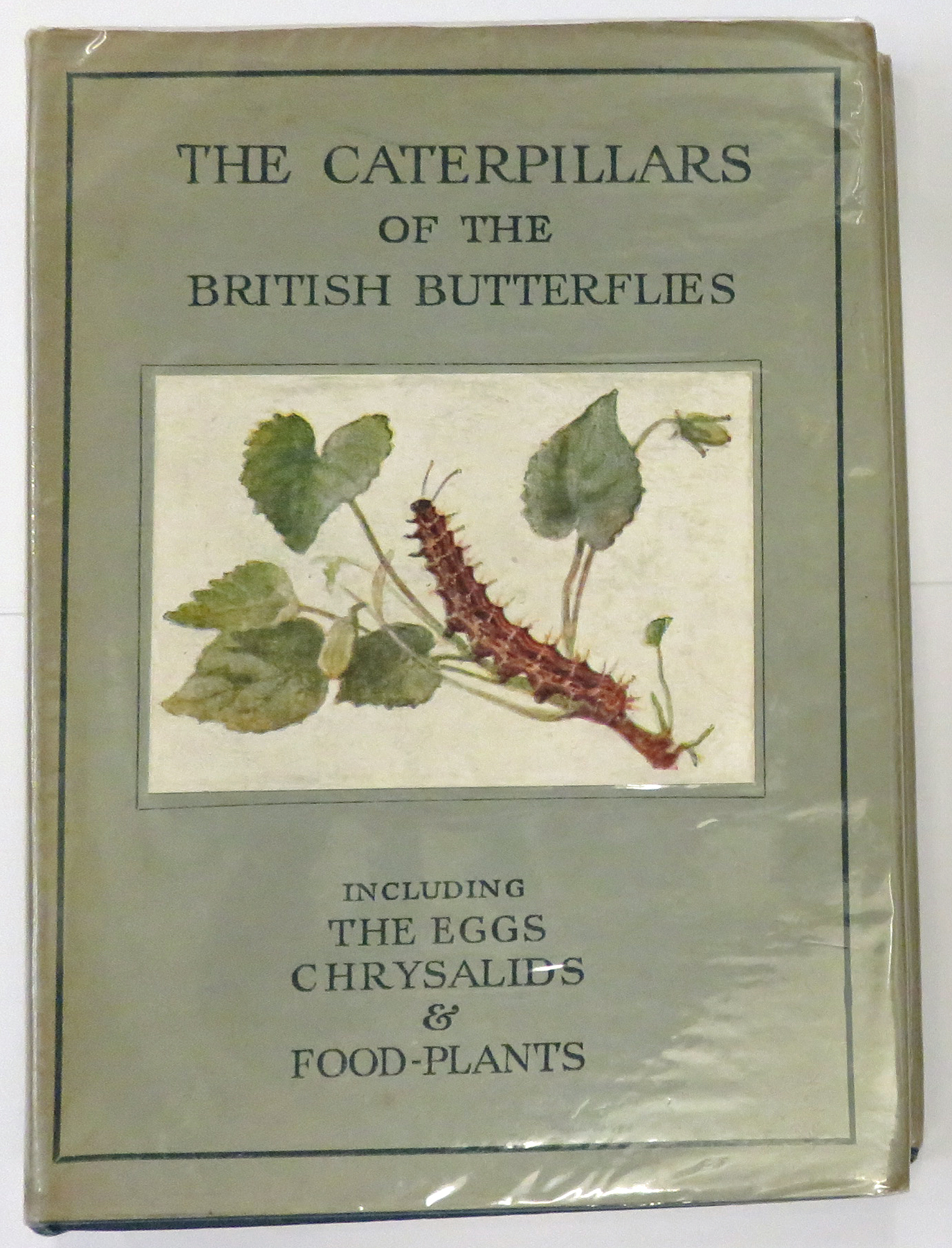 The Wayside And Woodland Series The Caterpillars Of The British Butterflies