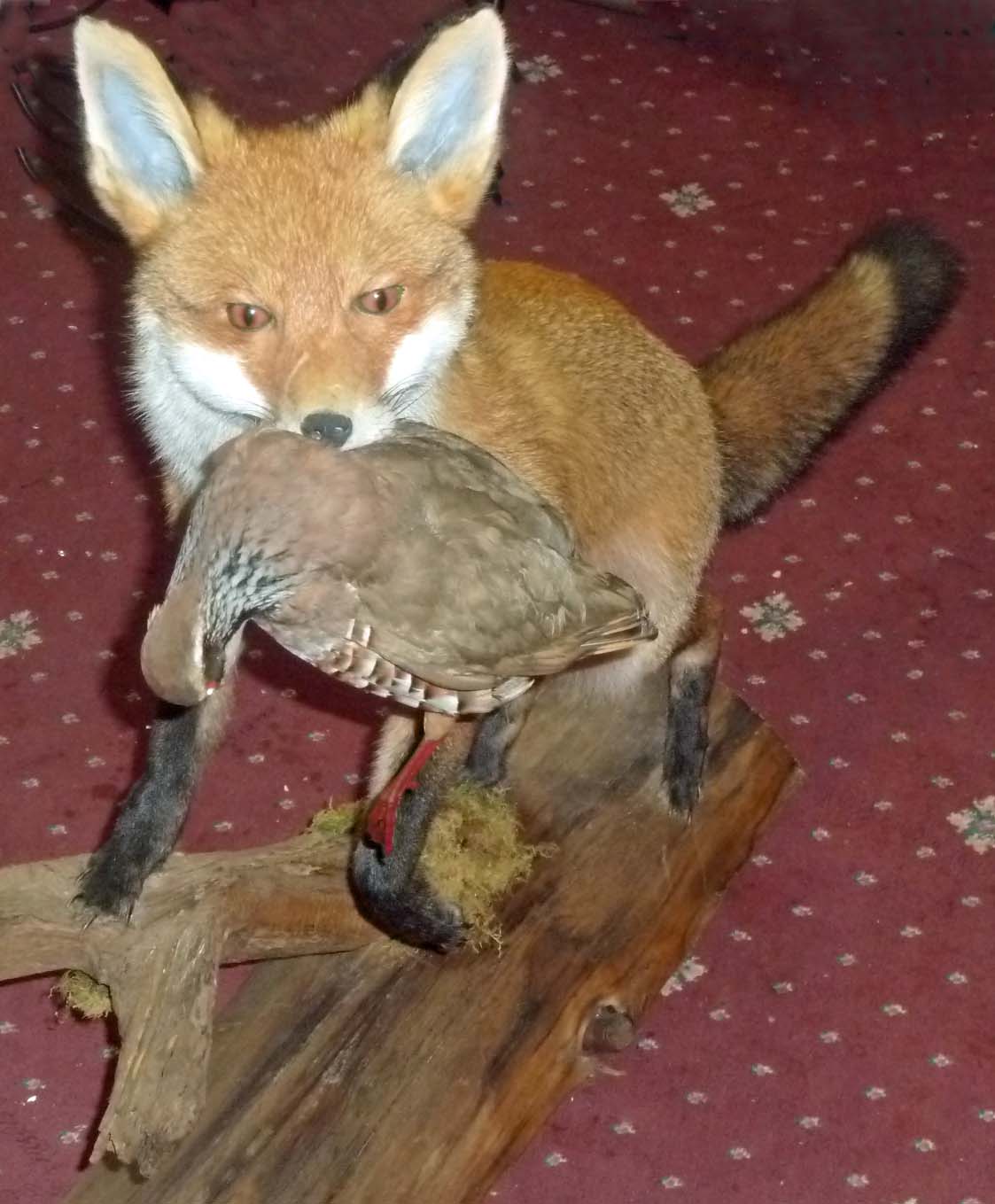 Fox With Partridge In Its Mouth