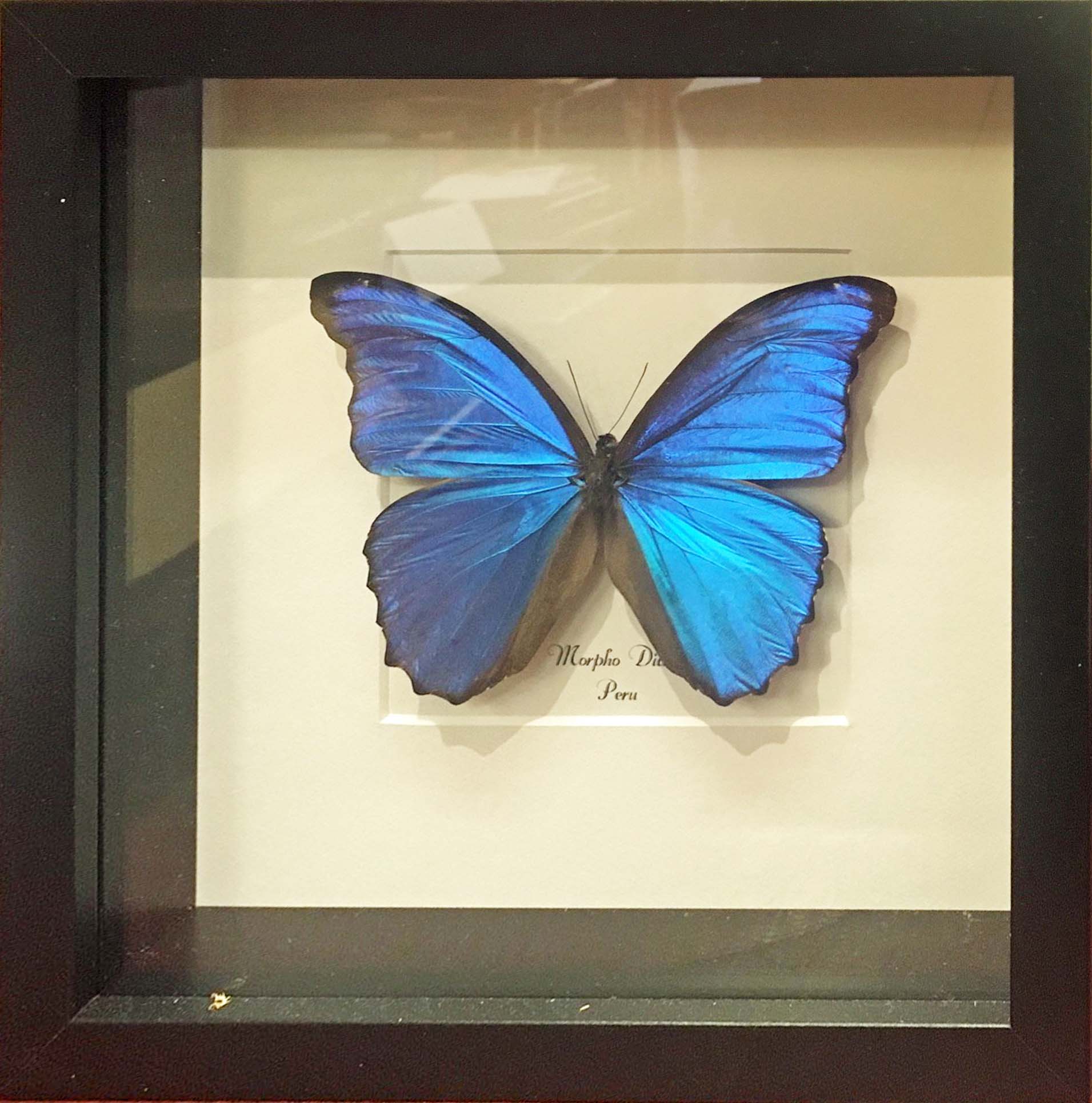 Taxidermy Butterfly Mounted in Frame