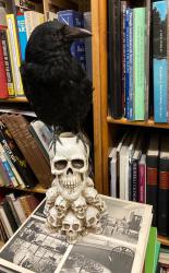 Taxidermy Crow on Skull
