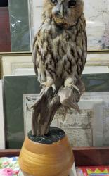 Taxidermy Tawny Owl