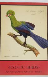 Exotic Birds, Parrots Birds Of Paradise Toucans 
