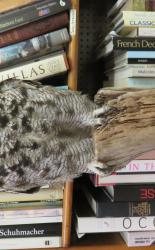 Taxidermy African Spotted Eagle Owl