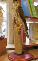Taxidermy Sparrowhawk