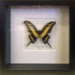 Taxidermy Butterfly Mounted in Frame