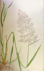Permanent and Temporary Pastures with Descriptions and Coloured Illustrations of Leading Natural Grasses and Clovers