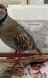 Taxidermy French Partridge