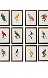 Parrot Prints