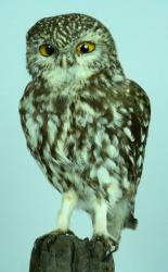 T848 Little Owl