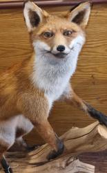 Dog Fox