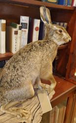 SIngle British Hare